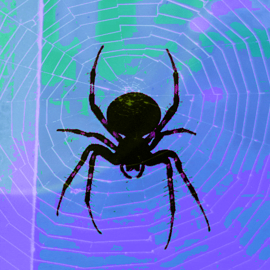 Black Widow Halloween GIF by patternbase