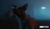 Good Boy Dog GIF by HBO Max