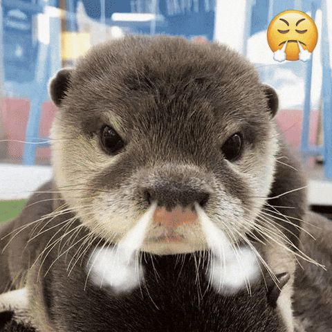Mad Otter GIF