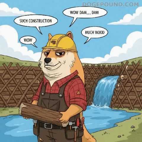 Shiba Inu Wow GIF by Doge Pound