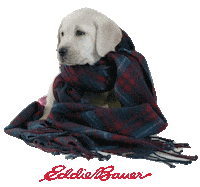 Sleepy Golden Retriever Sticker by Eddie Bauer