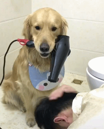 cuteanimalland giphyupload GIF