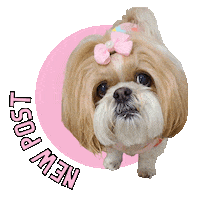 Shihtzu Sticker