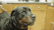 National Geographic Fun GIF by Nat Geo Wild