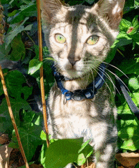 Travel Cat GIF by Your Cat Backpack Travel Cat