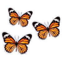 Stars Cut Out Sticker