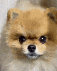 Dog 강아지 GIF