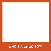 amazonpets cat dog cats puppy Sticker