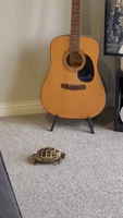 Tortoise Gradually Waking From Hibernation 