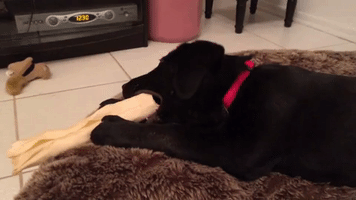 Bruce the Dog Eats a Comically-Large Bone