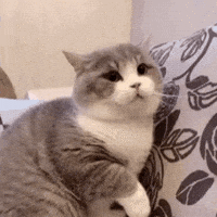 Angry Cat GIF