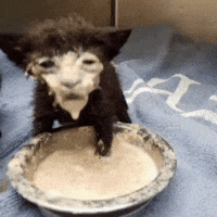 Side Eye Funny Cat GIF