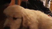 Golden Retriever Dog GIF