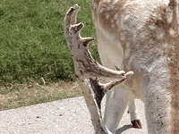 Education Eating GIF by DIIMSA Stock