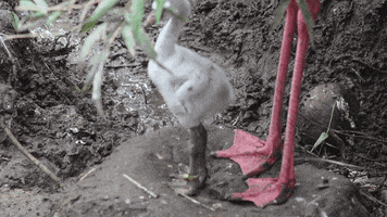 cincinnatizoo dance cute dancing animals GIF