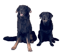 Friends Sitting Sticker by De Graafschap Dierenartsen