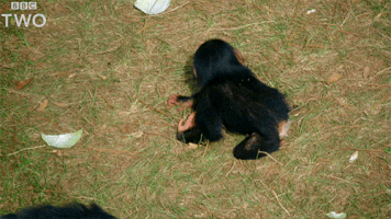 bbc two chimp GIF by BBC