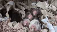 'Saber-Toothed Fuzzy Potatoes' Have a Cuddle at the Zoo