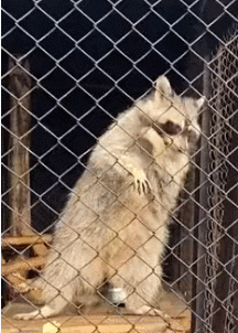 qwerqwer giphyupload GIF