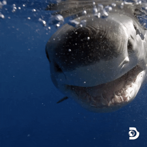Discovery Channel Travel GIF by Shark Week