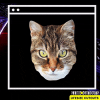 Cats Paradox GIF by STARCUTOUTSUK