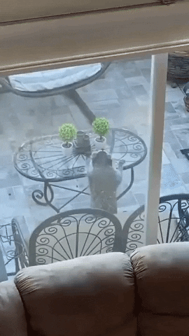 edwinzane giphygifmaker GIF