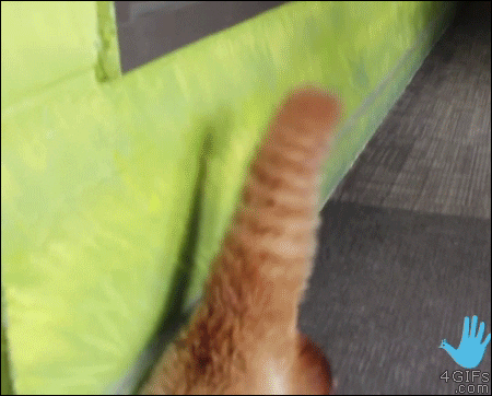 monday panda GIF