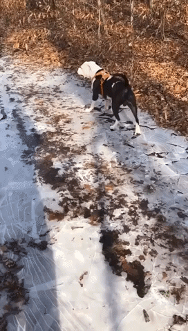 Dog Can't Contain Its Excitement When Breaking Ice
