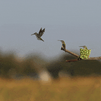 NVillustration animation birds stop motion hummingbird GIF