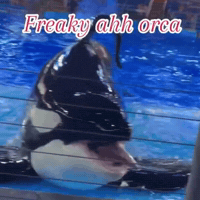 Sea World Whale GIF by Respective