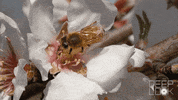 honey bees GIF by PBS Digital Studios
