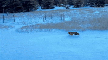 Fox Runs Through Snowy Montana Yard