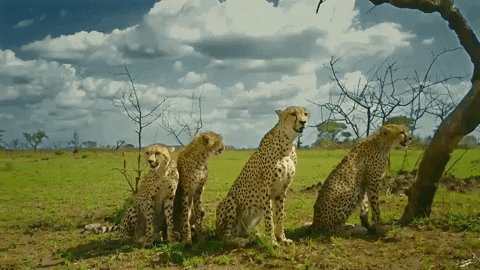 Cheetah GIF by Discovery