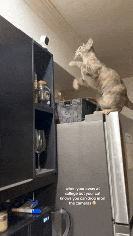 cuteanimalland giphyupload GIF
