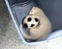 Video gif. White ferret lies on its side in a plastic bin with its body curved around a soccer ball, spinning the ball around with his feet.