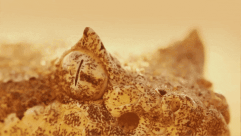 WildlifeWonders giphygifmaker GIF