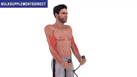 BulkSupplementsDirect giphyupload bulksupplementsdirectcom cable rope hammer curls small head biceps exercises GIF
