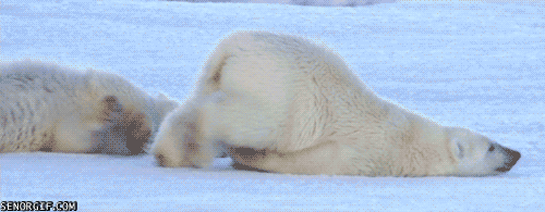 sleepy polar bear GIF by Cheezburger