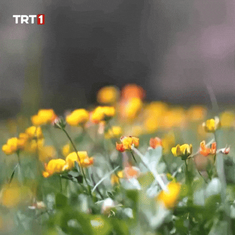 Flower Plant GIF by TRT