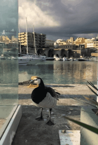 Duck GIF by About Heraklion Crete Greece