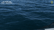 Nat Geo Swimming GIF by National Geographic Channel
