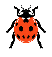 Ladybug Charm Sticker