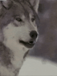 wolves GIF