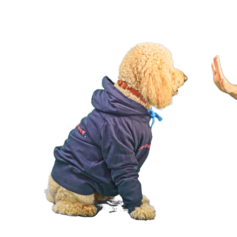 PetsBest dog puppy pet doodle Sticker