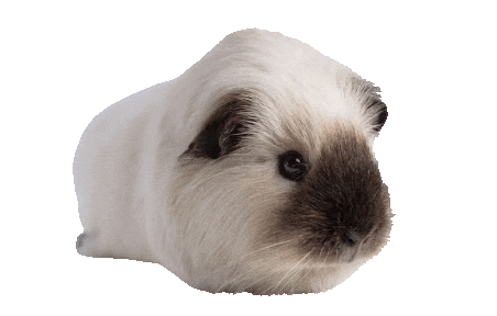 Guinea Pig Love Sticker