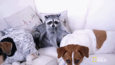 raccoon GIF