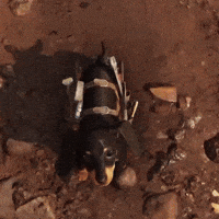 Pet The Dog Puppy GIF by Far Cry 6