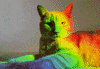 Cat Rainbow GIF