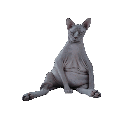 SallyStRose giphygifmaker meditate sphynx sphynx cat Sticker