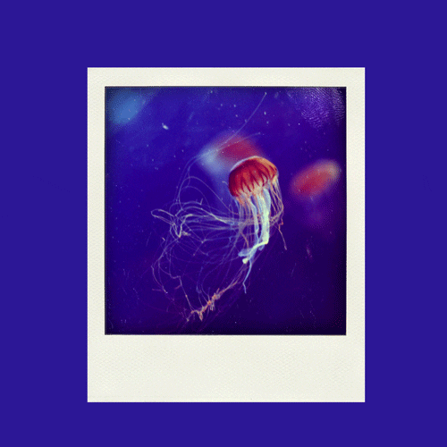 jellyfish polaroid GIF by Anne Horel
